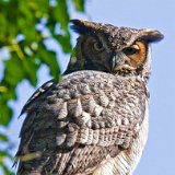11SB3963 Great-horned Owl